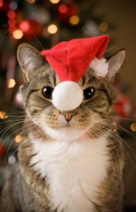 Cat with Santa Claus red hat looking at camera